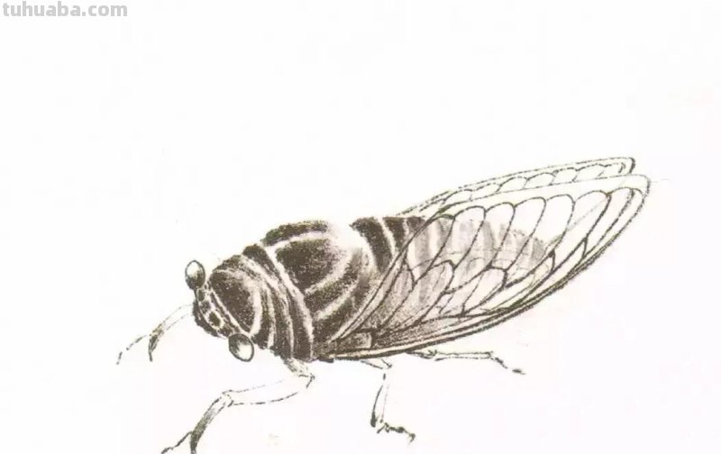 国画小课题：蝉的画法