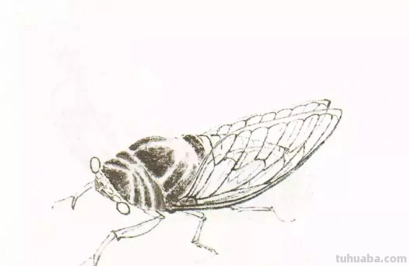 国画小课题：蝉的画法