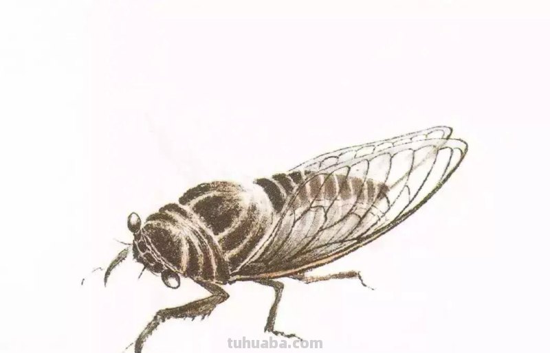 国画小课题：蝉的画法