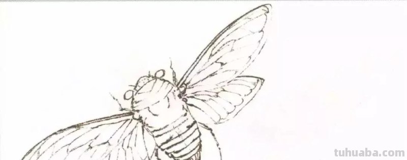 国画小课题：蝉的画法