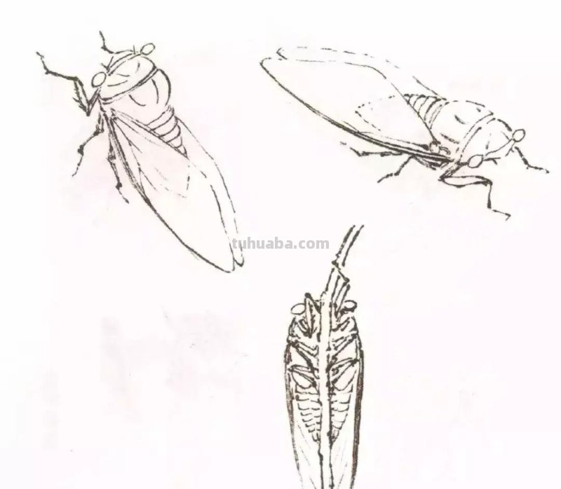 国画小课题：蝉的画法