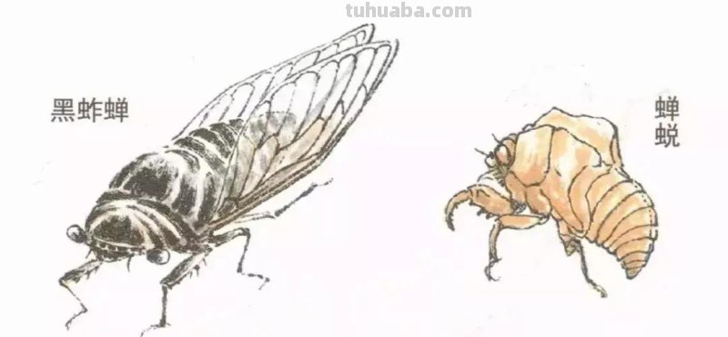 国画小课题：蝉的画法