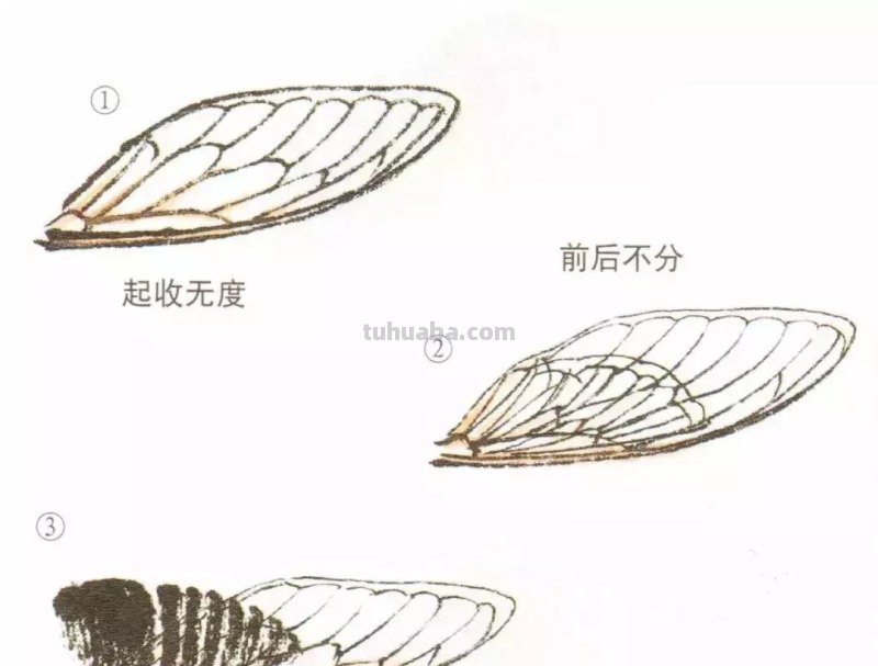 国画小课题：蝉的画法