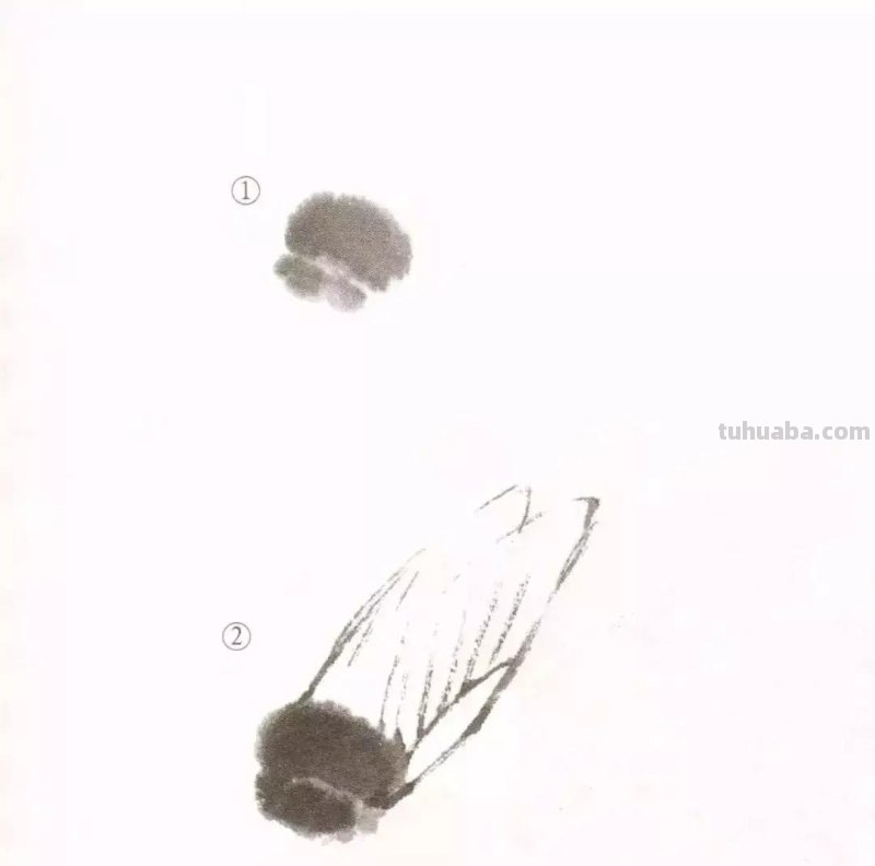 国画小课题：蝉的画法