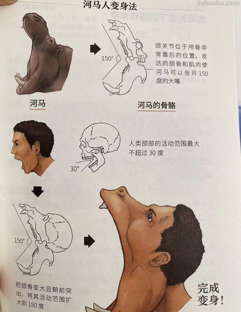 如果人类和动物交换身体，会发生什么？荒诞又滑稽的样子太好笑