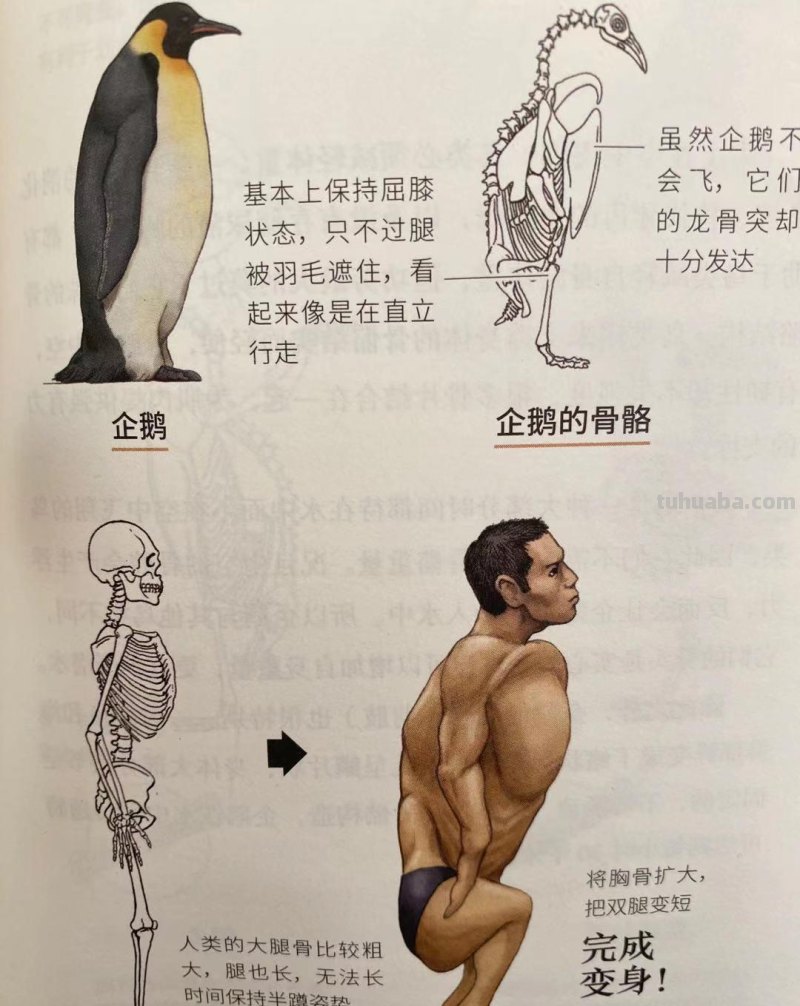 如果人类和动物交换身体，会发生什么？荒诞又滑稽的样子太好笑