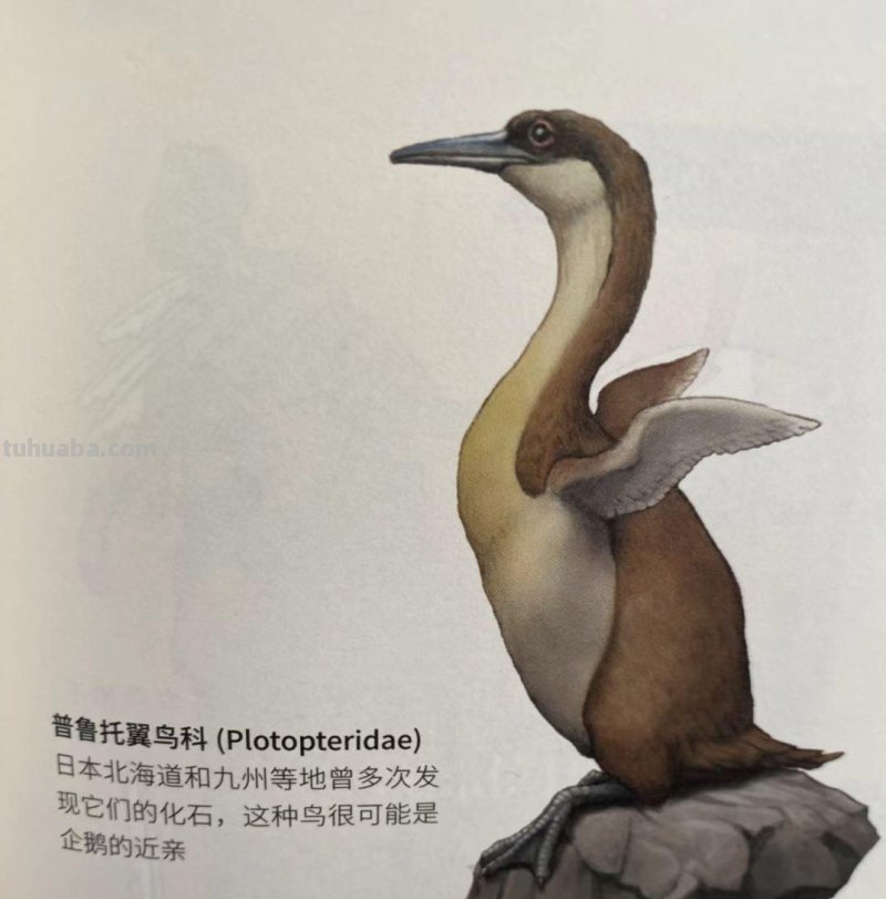 如果人类和动物交换身体，会发生什么？荒诞又滑稽的样子太好笑