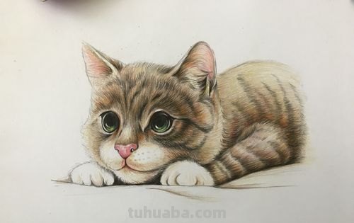 用彩铅画小爪子怎么画 彩色铅笔画可爱的小猫咪的教程详细步骤?