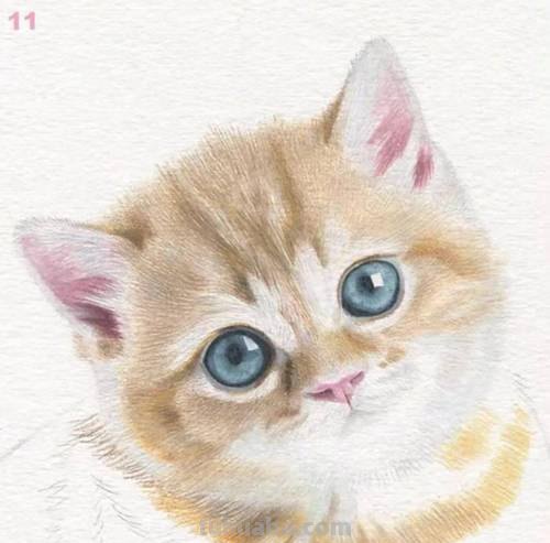 用彩铅画小爪子怎么画 彩色铅笔画可爱的小猫咪的教程详细步骤?