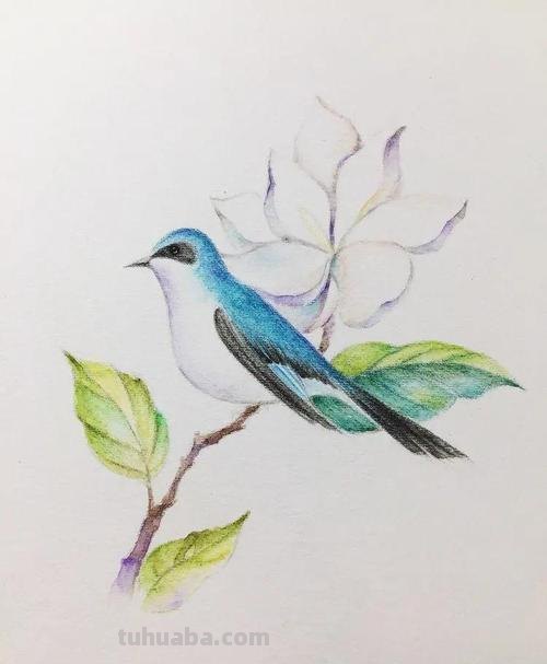 彩铅画怎么画小清新的 怎么用彩铅画画？