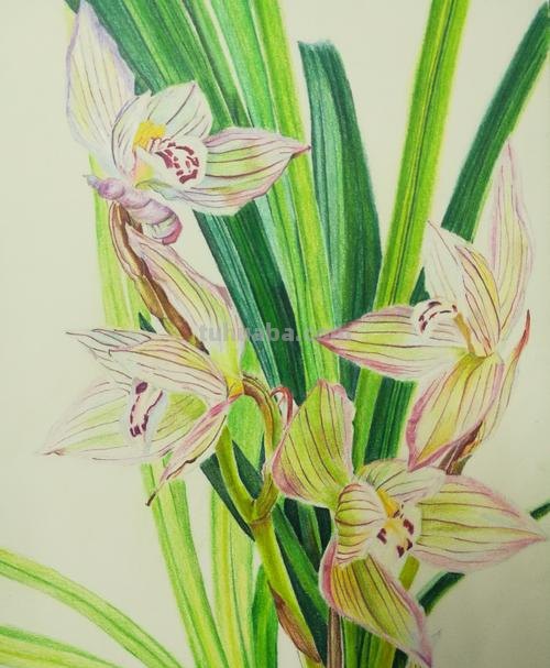 用彩铅画的兰草怎么画 水溶性彩铅怎样作画?