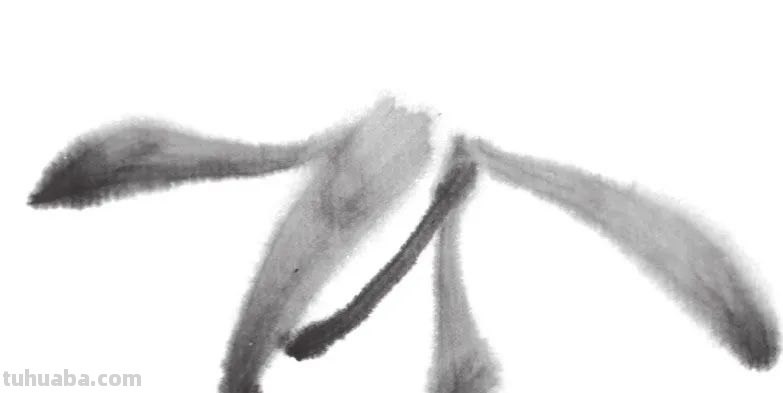 用彩铅画的兰草怎么画 水溶性彩铅怎样作画？