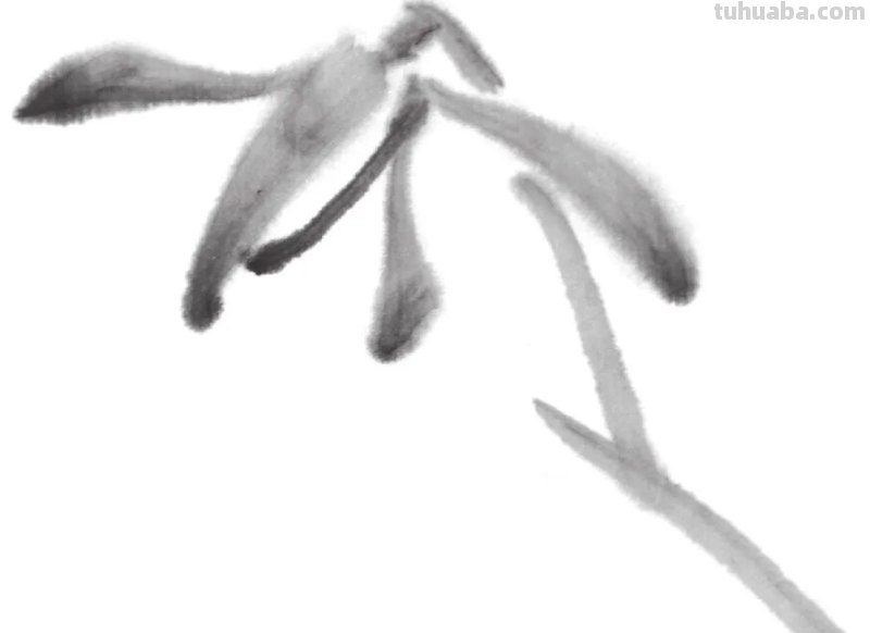 用彩铅画的兰草怎么画 水溶性彩铅怎样作画？