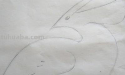 画眉鸟怎么画简笔画 简笔鸟的画？