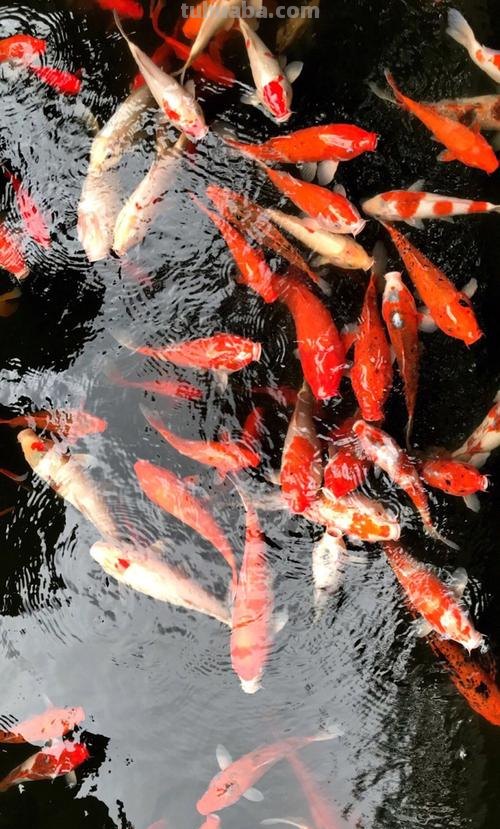 锦鲤 锦鲤图片