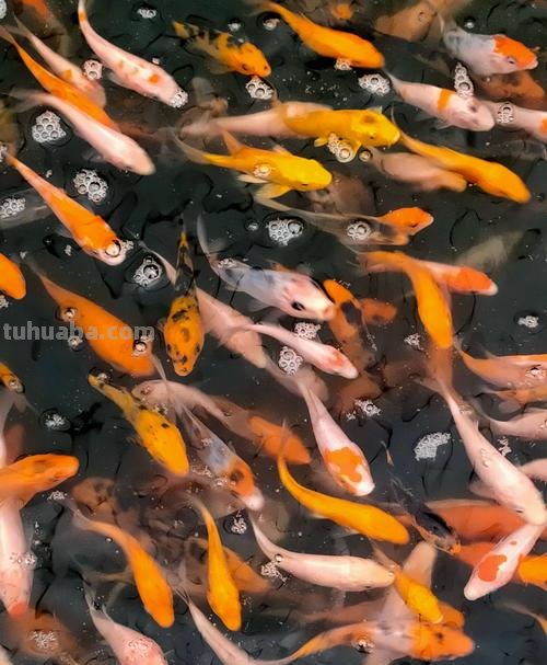 锦鲤 锦鲤图片