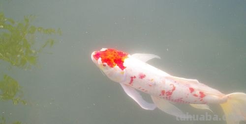 锦鲤 锦鲤图片