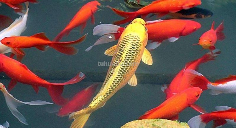 锦鲤代表什么意思?
