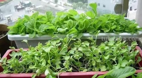 小空间大收获：在家种植蔬菜的六大窍门