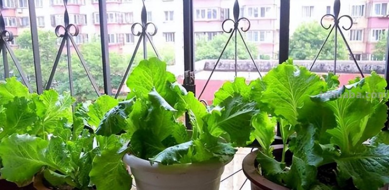 小空间大收获：在家种植蔬菜的六大窍门