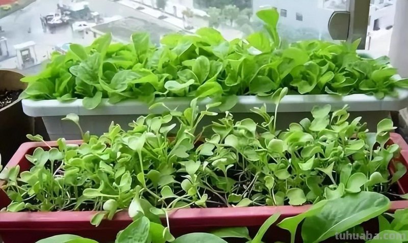 小空间大收获：在家种植蔬菜的六大窍门