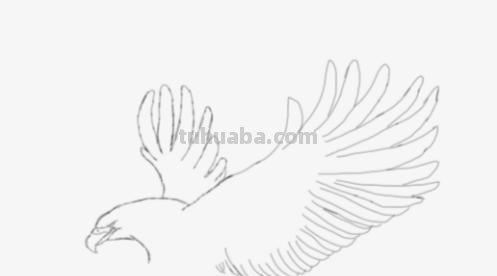 大鹏展翅怎么画彩铅画 怎么用彩铅画龙和凤凰？