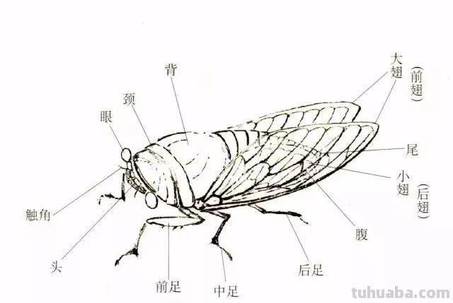 图文教程丨蝉的工笔及写意画法