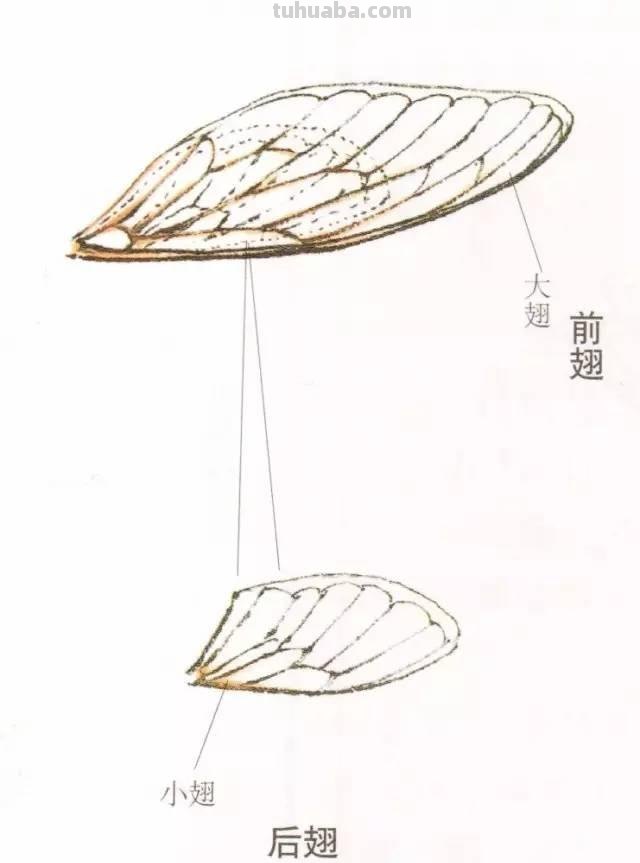 图文教程丨蝉的工笔及写意画法