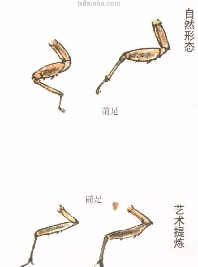 图文教程丨蝉的工笔及写意画法