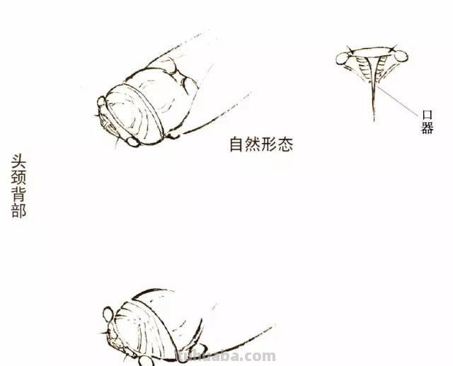 图文教程丨蝉的工笔及写意画法