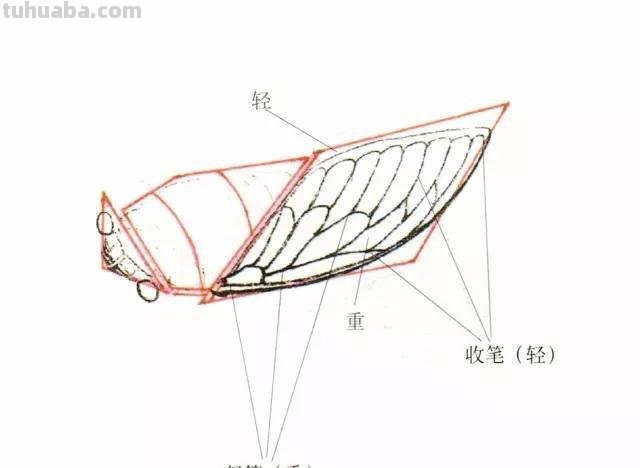 图文教程丨蝉的工笔及写意画法