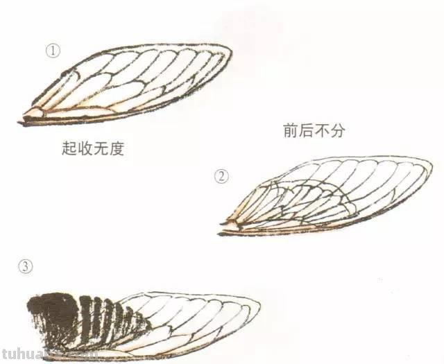 图文教程丨蝉的工笔及写意画法