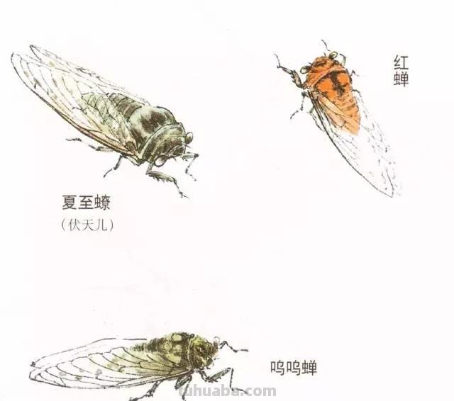 图文教程丨蝉的工笔及写意画法