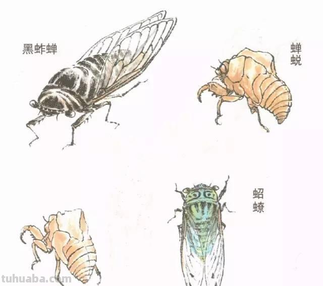 图文教程丨蝉的工笔及写意画法