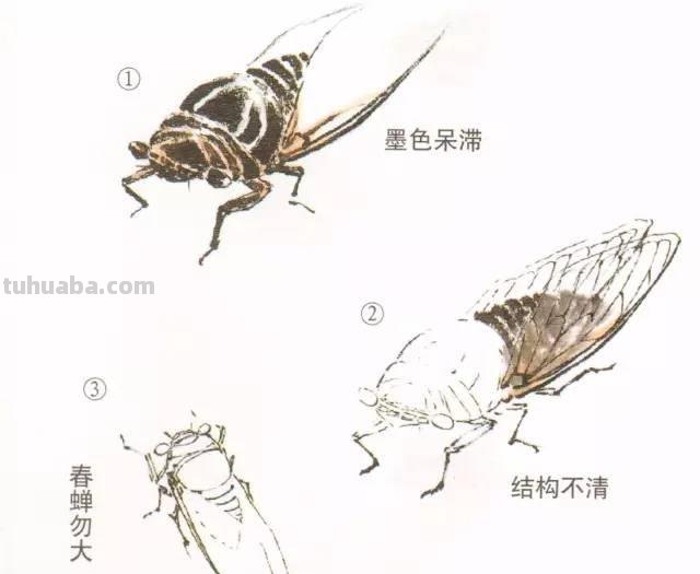 图文教程丨蝉的工笔及写意画法