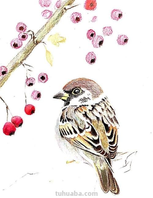 麻雀色彩及麻雀色彩画 - 传递生机与活力的绘画表达