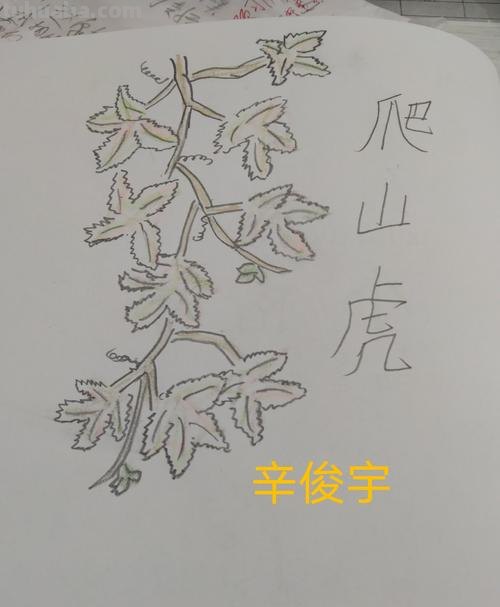 爬山虎简笔画怎么画 爬山虎的怎么画？