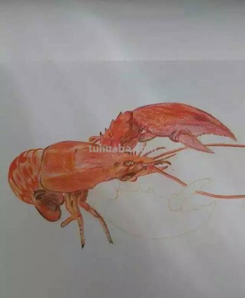 【绘画教程】色彩龙虾的绘画技巧及画法详解!🎨✨