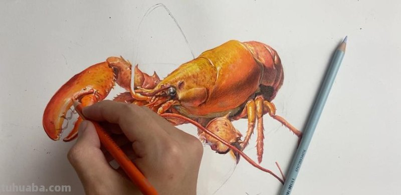 【绘画教程】色彩龙虾的绘画技巧及画法详解!🎨✨
