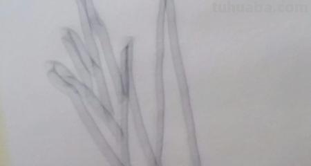 大蒜怎么画简笔画图片 儿童简笔画蒜苗的画法？