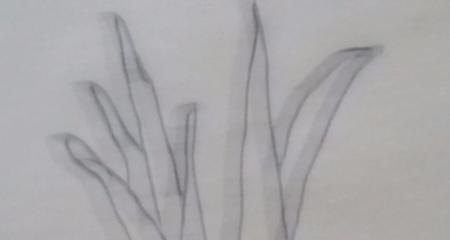 大蒜怎么画简笔画图片 儿童简笔画蒜苗的画法？