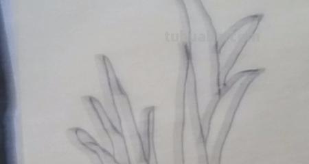 大蒜怎么画简笔画图片 儿童简笔画蒜苗的画法？