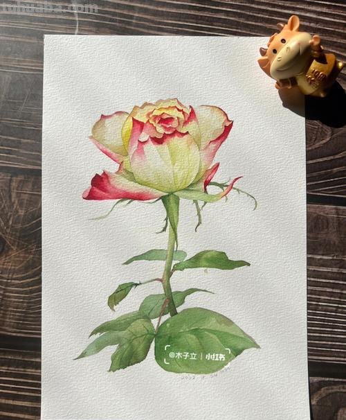 水彩玫瑰 水彩玫瑰花教程
