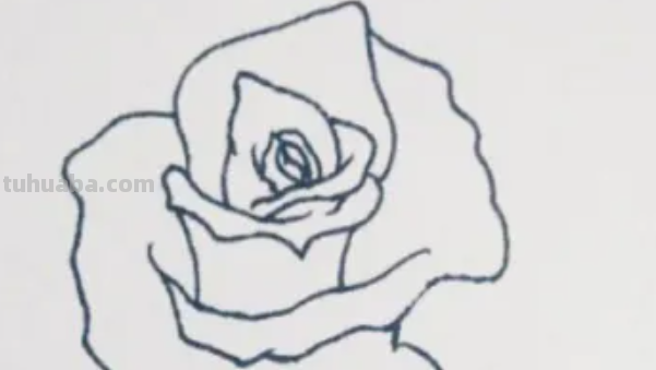 玫瑰花水彩画教程