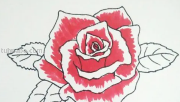玫瑰花水彩画教程