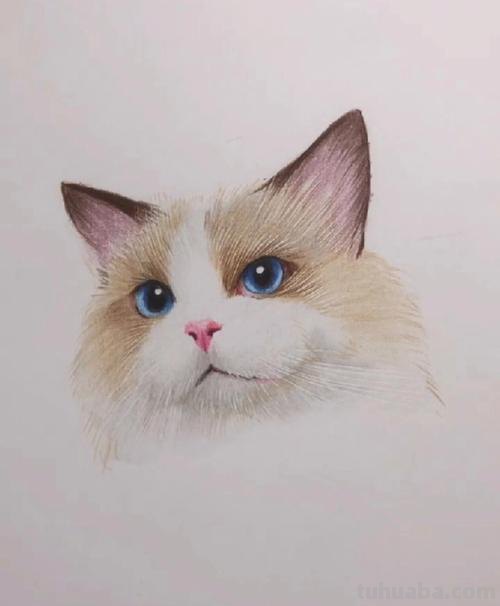 儿童彩铅布偶猫咪怎么画 彩色铅笔画可爱的小猫咪的教程详细步骤？