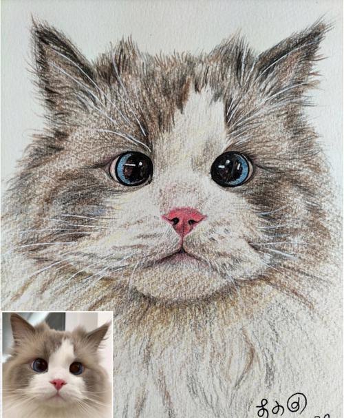 儿童彩铅布偶猫咪怎么画 彩色铅笔画可爱的小猫咪的教程详细步骤？