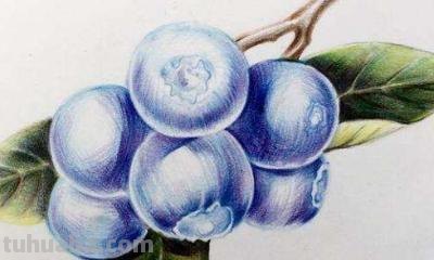 彩铅画需要什么颜色 一般画彩铅画需要多少种颜色？