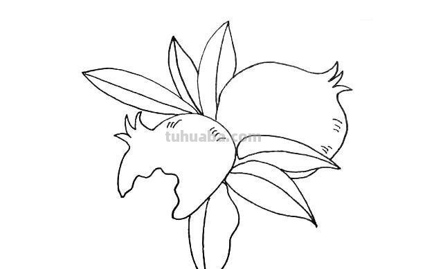 石榴树怎么画简笔画 简笔画石榴花?
