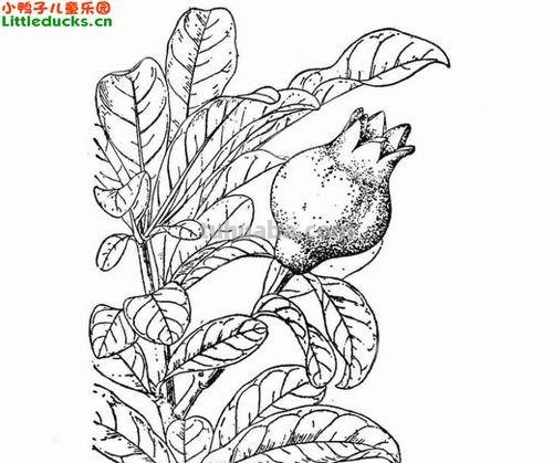 石榴树怎么画简笔画 简笔画石榴花?